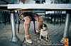pedigree-6.jpg